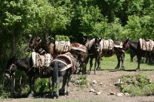 zij werken in de bossen